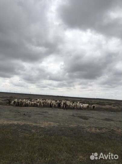 Коза с козлятами