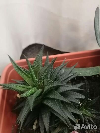 Суккуленты набор