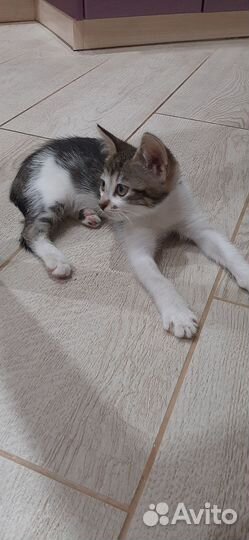 Кошечка