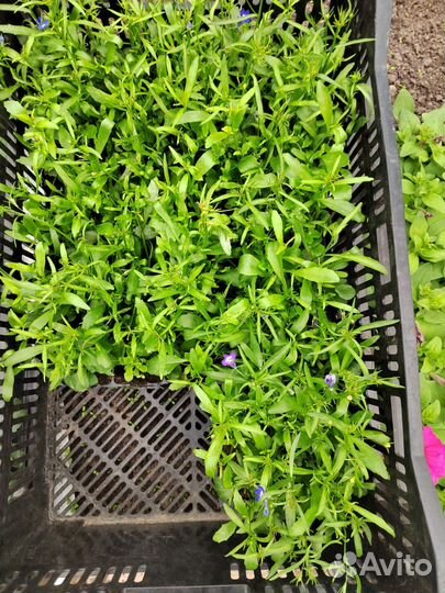 Рассада и кустарники