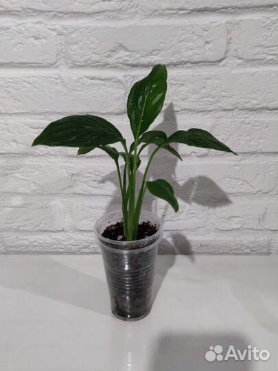 Спатифиллум