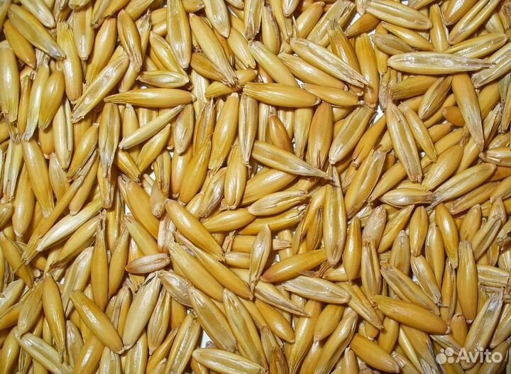 Фуражная кукуруза, Сахарная свёкла на корм/посев