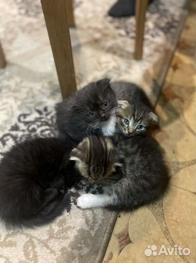 Котята вислоухие