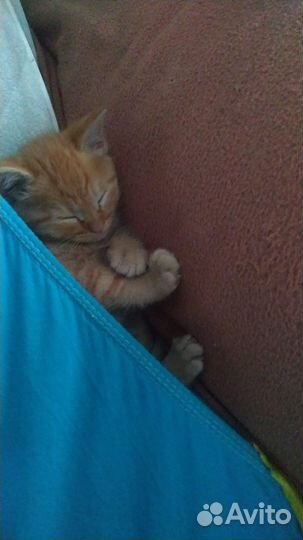 Котёнок мейн-кун