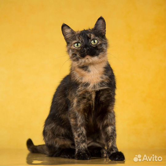 Ищет дом шикарная красавица-кошка