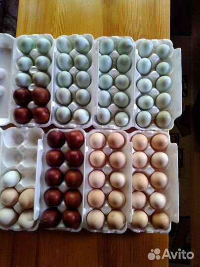 Яйцо инкубационное куриное