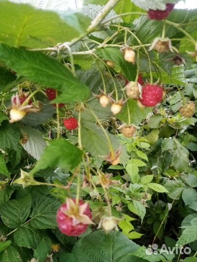 Ремонтантная малина