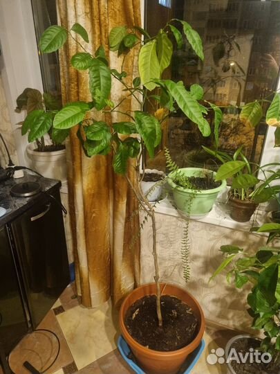 Лимонное дерево