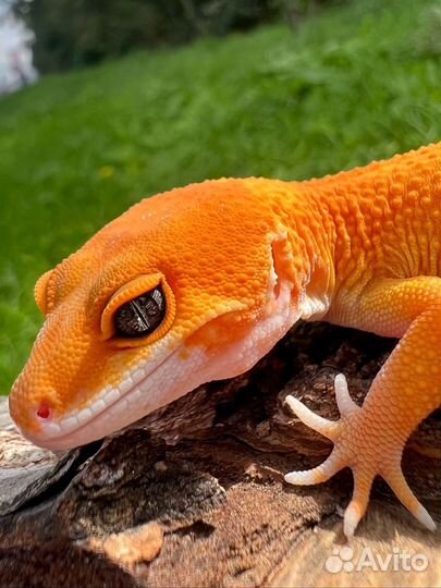 Гекконы эублефары морфы Blood Inferno