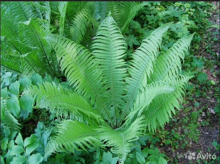 Папоротник Страусник