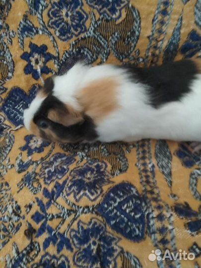 Морская свинка самец,скиникарьр