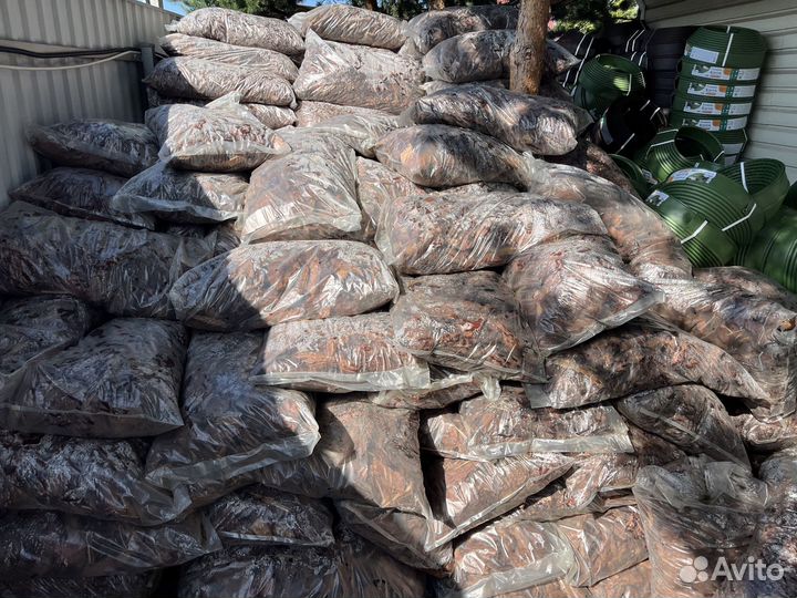 Кора лиственницы сибирская