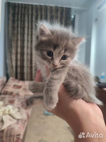 Котята в добрые руки даром