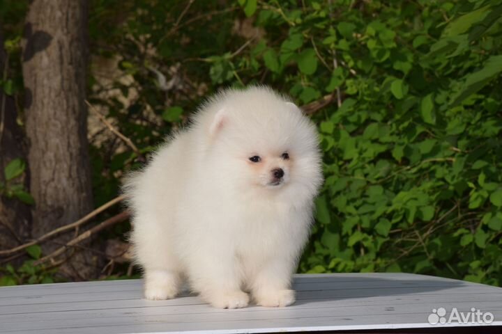 Щенки померанского шпица