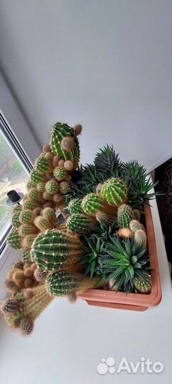 Кактусы и суккуленты