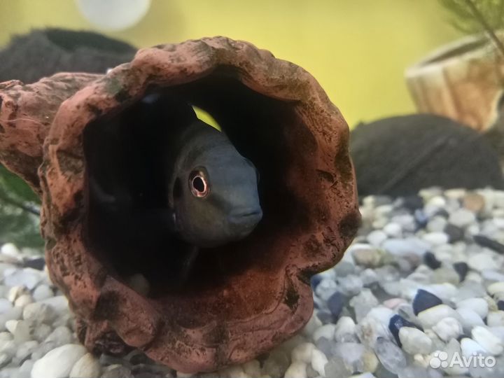 Аквариумные рыбки