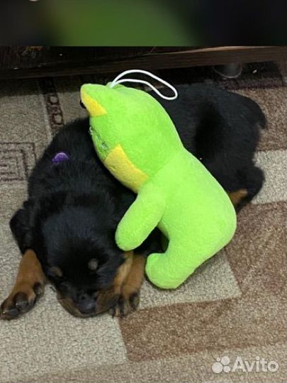 Щенки ротвейлера продажа