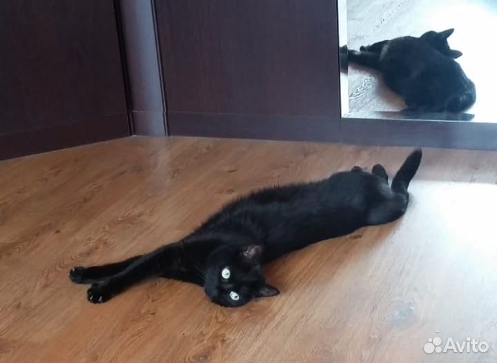 Отдам кошечку в добрые руки