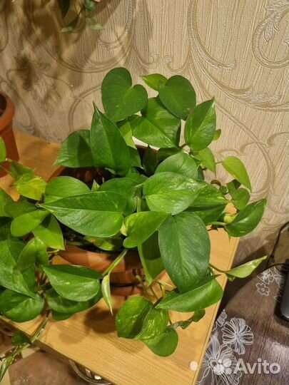 Комнатные растения лиана