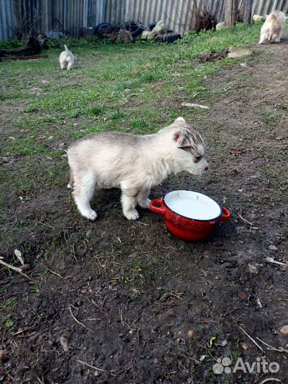 Щенки сибирской хаски