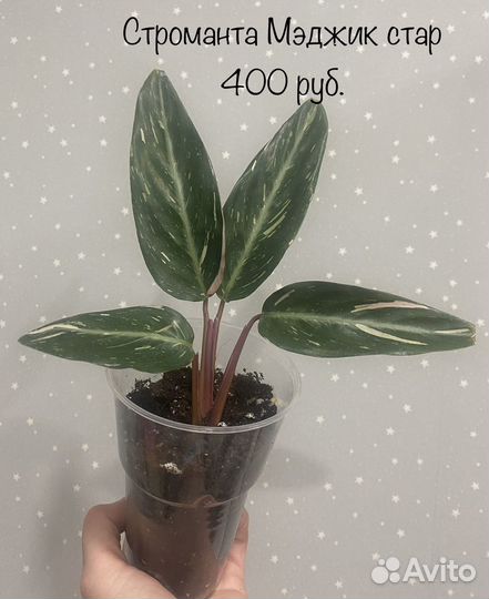 Строманта мультиколор триколор мэджик стар