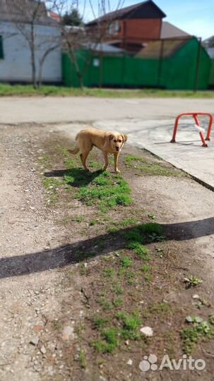 Собака