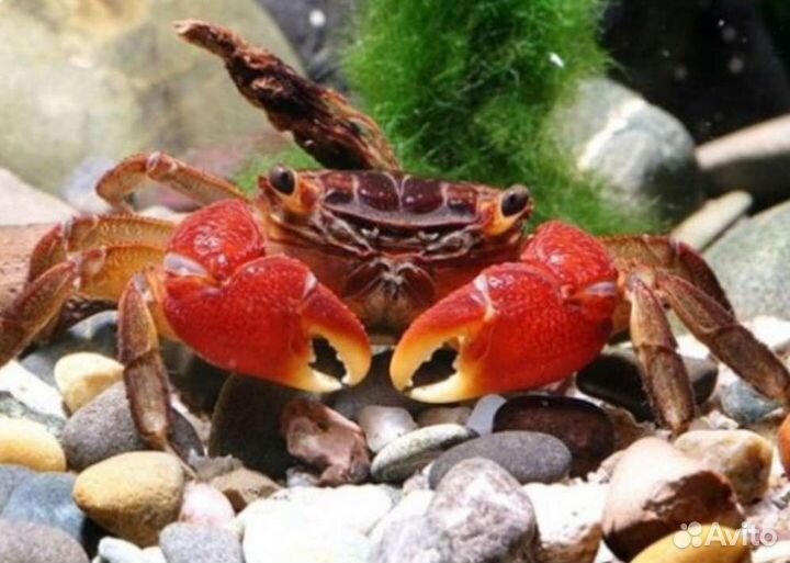 Мелкие крабики для аквариума и террариума