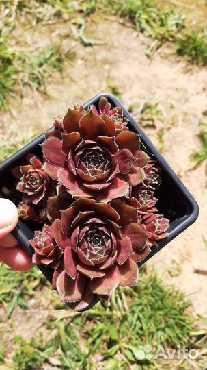 Очиток, молодило