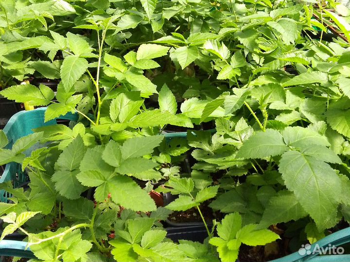 Саженцы ежевики карака блэк