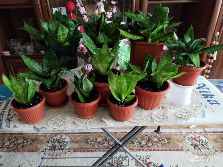 Сансевиерия