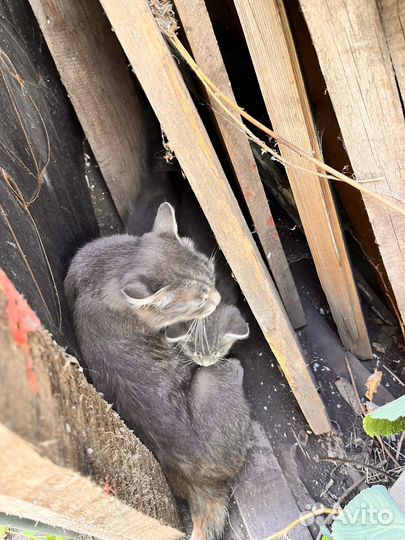 Котята в добрые руки