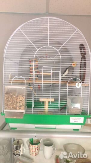 Ручной говорящий попугай