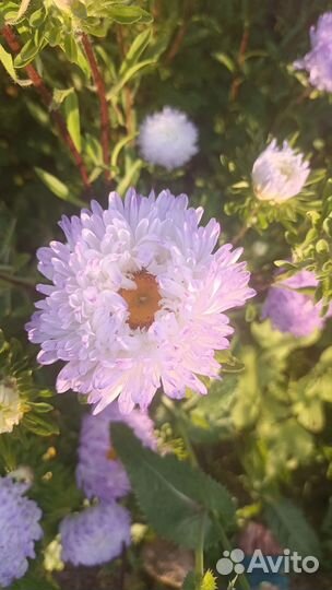 Цветы для сада+букеты