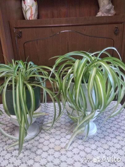 Хлорофитум хохлатый