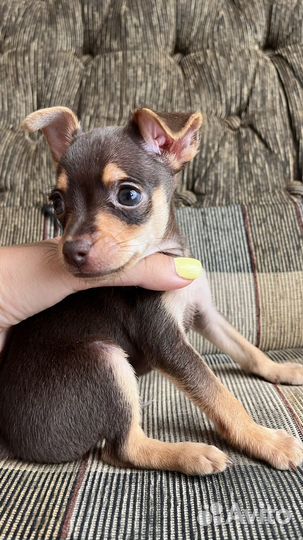 Той-терьер щенки