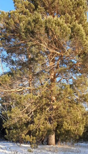 Участок 27 сот. (СНТ, ДНП)