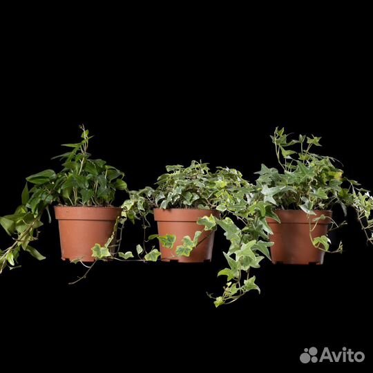 Хедера микс D12