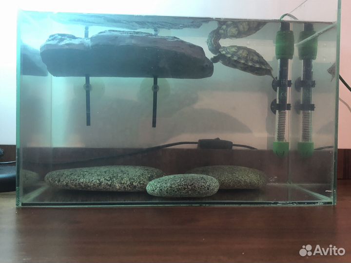Красноухая черепаха с аквариумом