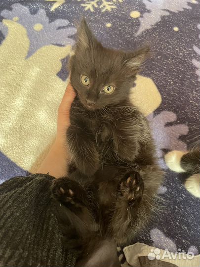 Котенок в добрые руки