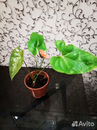 Антуриум Микс