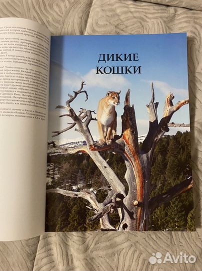 Энциклопедия кошки