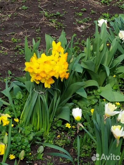 Луковицы нарциссов