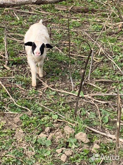 Овцы бараны ягнята дорпер