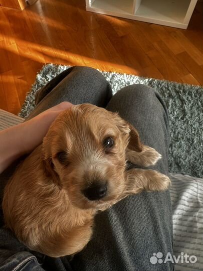 Кокер спаниель английский