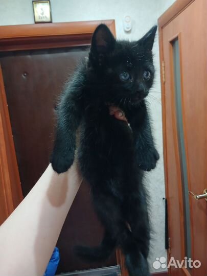 Котёнок девочка в добрые руки