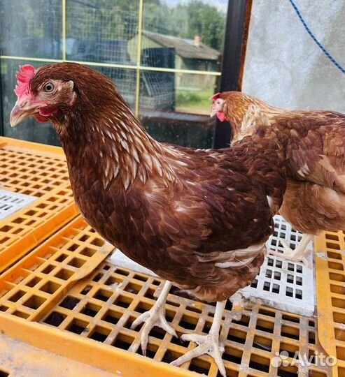 Куры несушки коричневые Хайсекс Ломан Браун