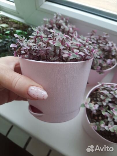 Традесканция и каллизия