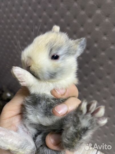 Декоративные карликовые кролики