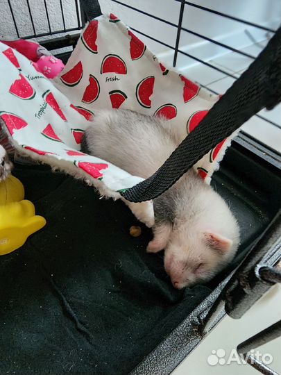 Хорек экзот