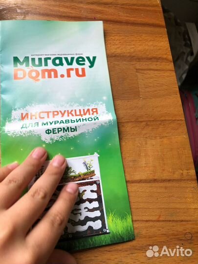 Муравьиная ферма с муравьями